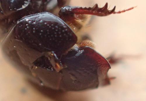 Ammoecius elevatus